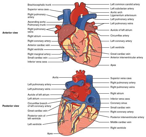 Correctly label the external anatomy of the anterior heart. . Correctly label the following external anatomy of the posterior heart